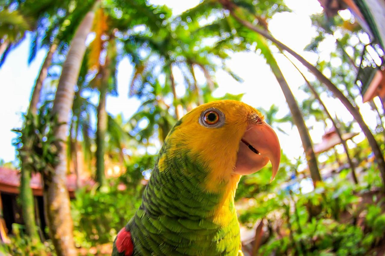 Marea Brava Hotel ハコ エクステリア 写真